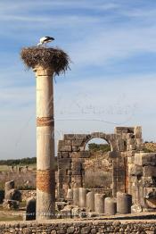 Image du Maroc Professionnelle de  Un nid de cigogne sur un piliers en ruines près du cœur de Volubilis, au Maroc le premier site romain près de Meknès, jeudi 8 Mars 2012. Le site de Volubilis est l'un des sites les mieux préservés au Maroc et le plus visité. (Photo / Abdeljalil Bounhar)
